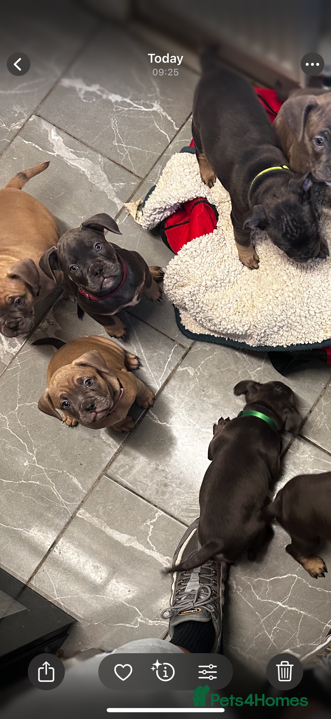 Mixed Breed dogs for sale: Exotic Pocket bully’s 4 males 5 females  - Image 3