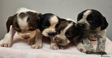 Cocker Spaniel dogs Cocker spaniel puppies  - Advert 4