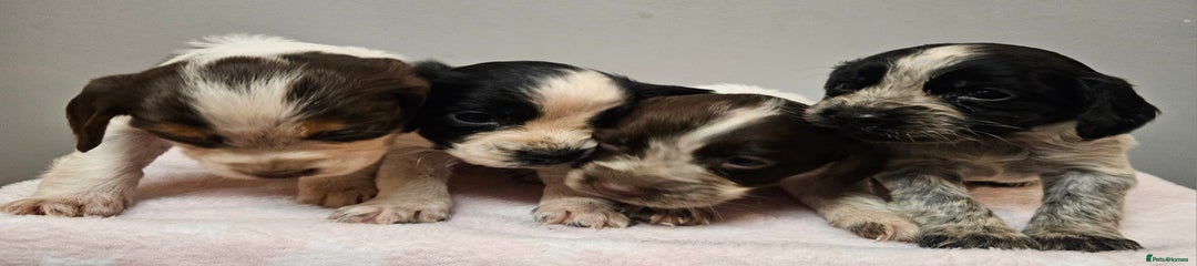 Cocker Spaniel Puppy 1