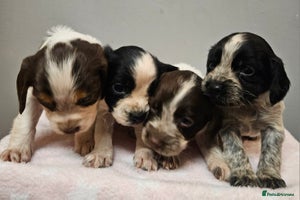 Cocker Spaniel dogs Cocker spaniel puppies - Advert 11