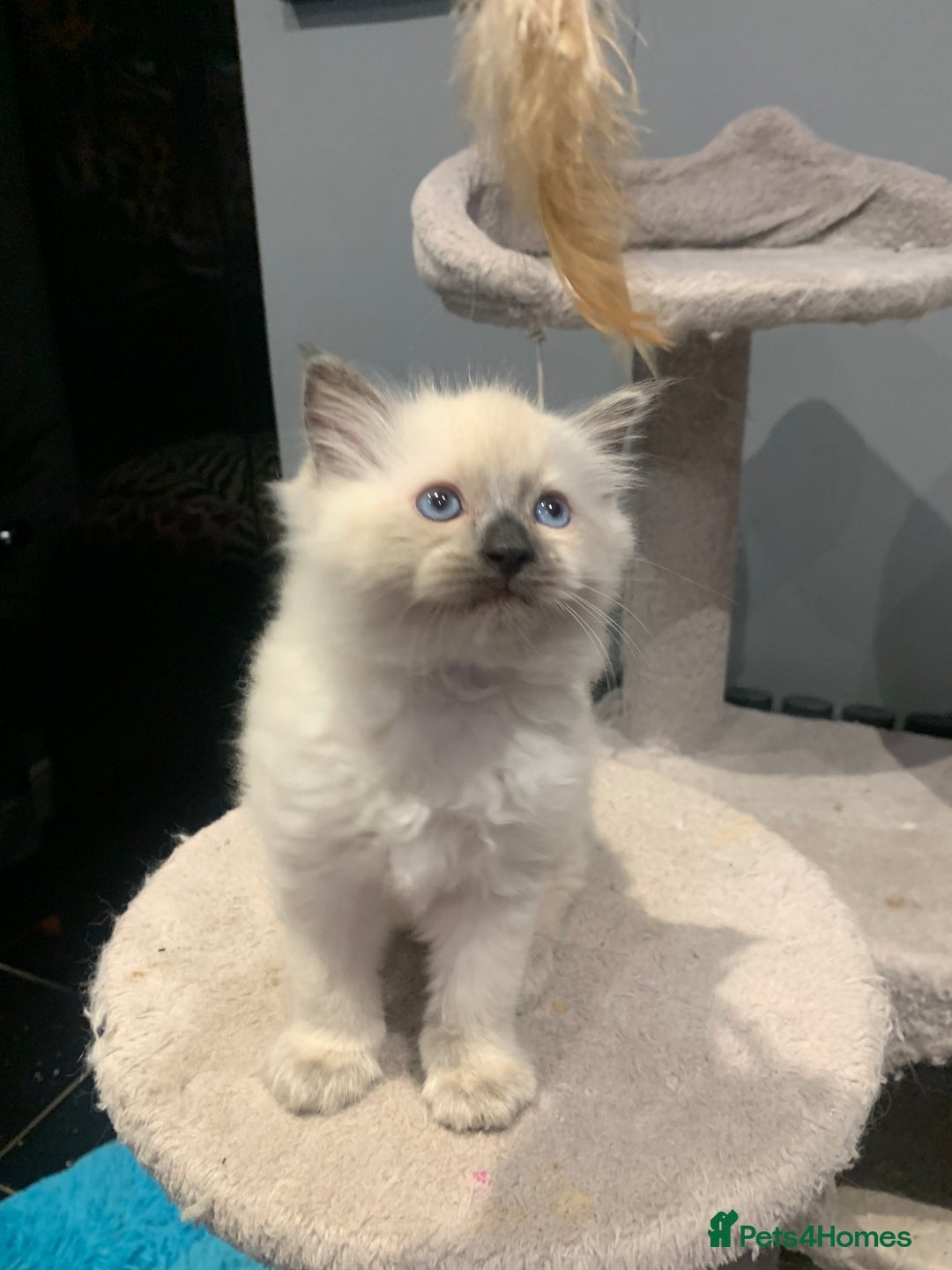 Ragdoll cats for sale: Pure Bluepoint Ragdoll kittens - Image 7