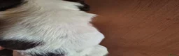 English Springer Spaniel dogs for sale: ​Working Springer Spaniel Bitches – Ready Soon!  - Advert 7