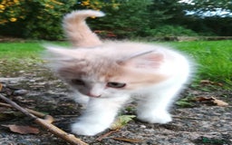 Mixed Breed cats for sale: CLEVER, BEAUTIFUL, KITTENS READY FOR FOREVER HOMES - Image 12