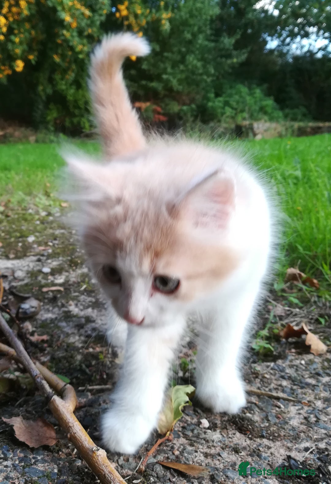 Mixed Breed cats for sale: CLEVER, BEAUTIFUL, KITTENS READY FOR FOREVER HOMES - Image 12