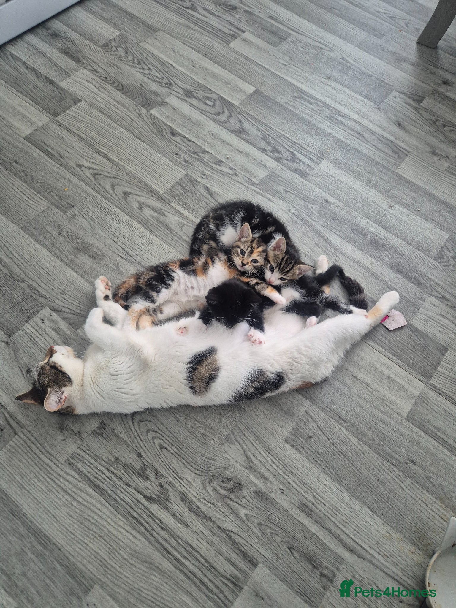 British Shorthair cats for sale: Three adorable kittens  in London - Advert 18