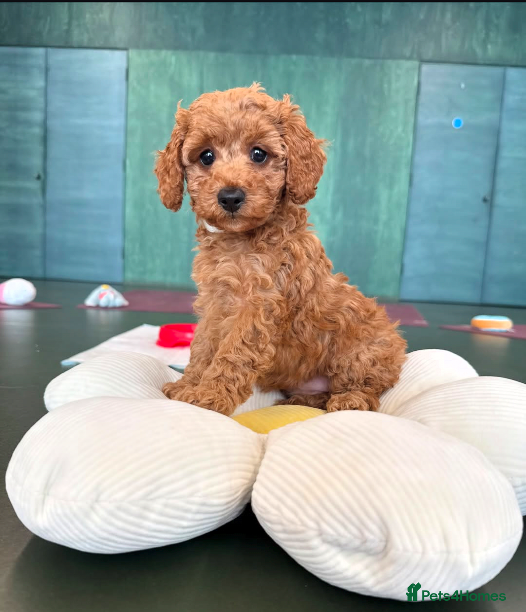 Cockapoo dogs for sale: F2 Cockerpoos Ready for their new homes. - Advert 20