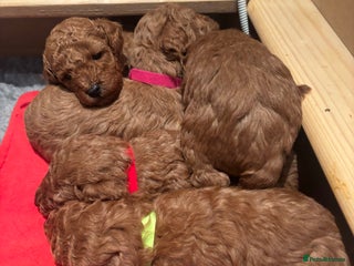 Miniature Poodle dogs KC Registered red miniature poodles - Advert 12