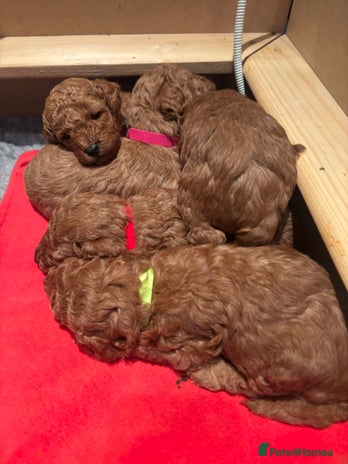 Miniature Poodle dogs - Advert 2