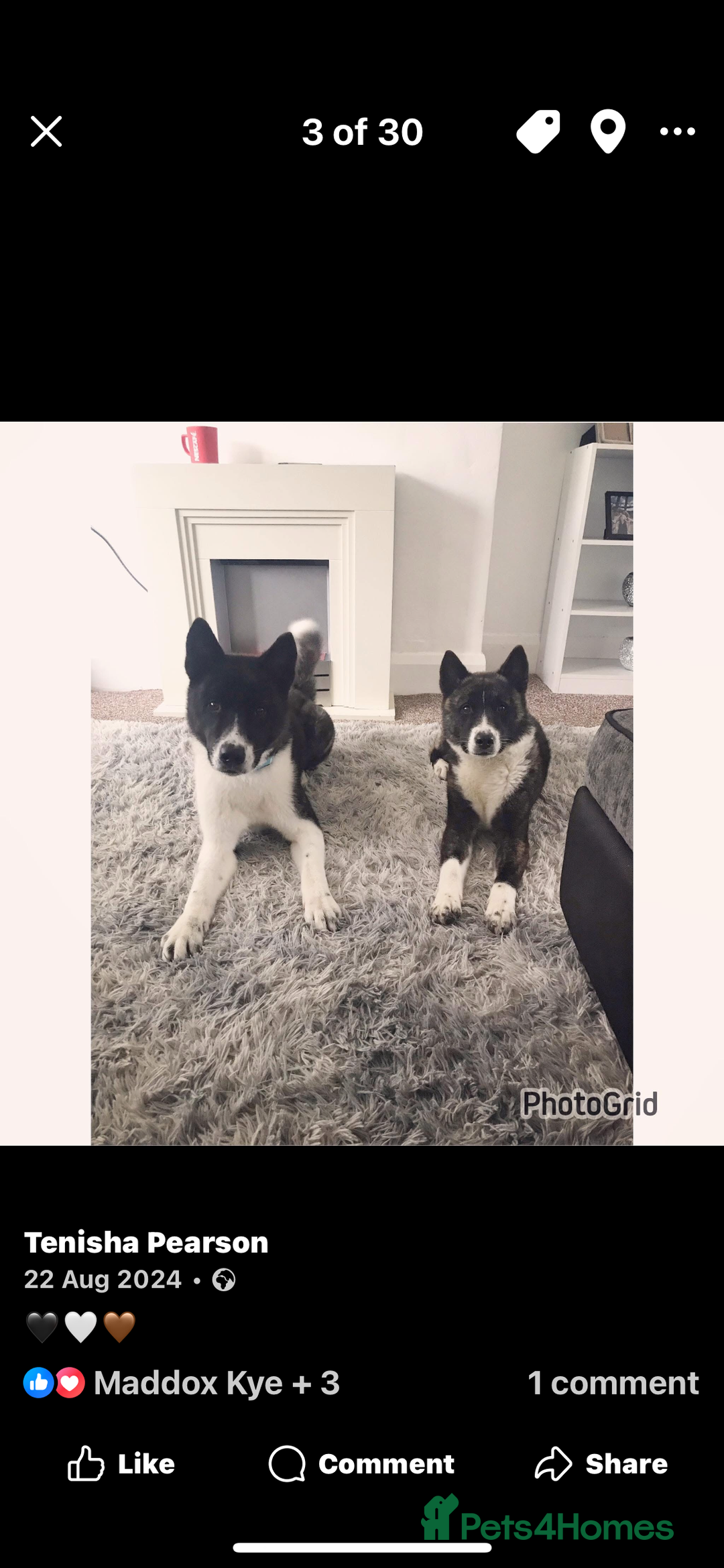 Akita dogs for sale: Chunky American Akita puppies - Advert 7