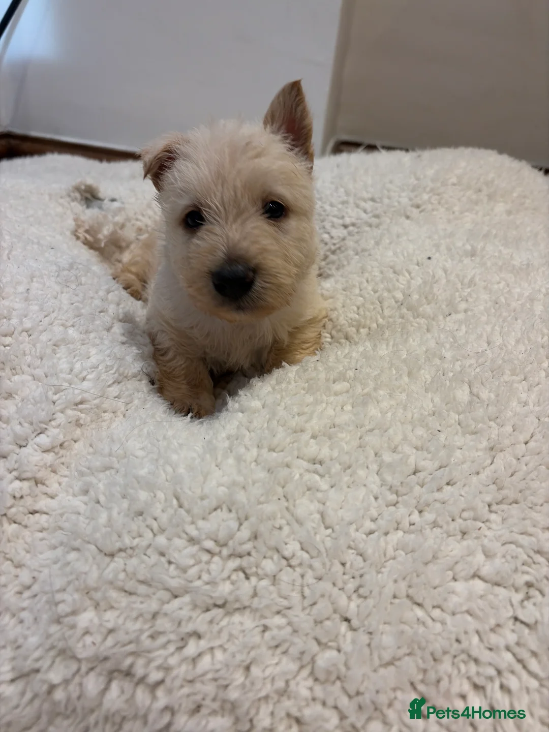 Scottish Terrier dogs for sale: Gorgeous Scottie pups  - Advert 39