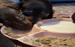 Dachshund dogs for sale: Beautiful dachshund puppies ready now - Image 14