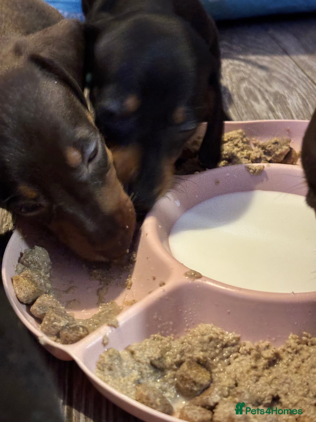 Dachshund dogs for sale: Beautiful dachshund puppies ready now - Image 14