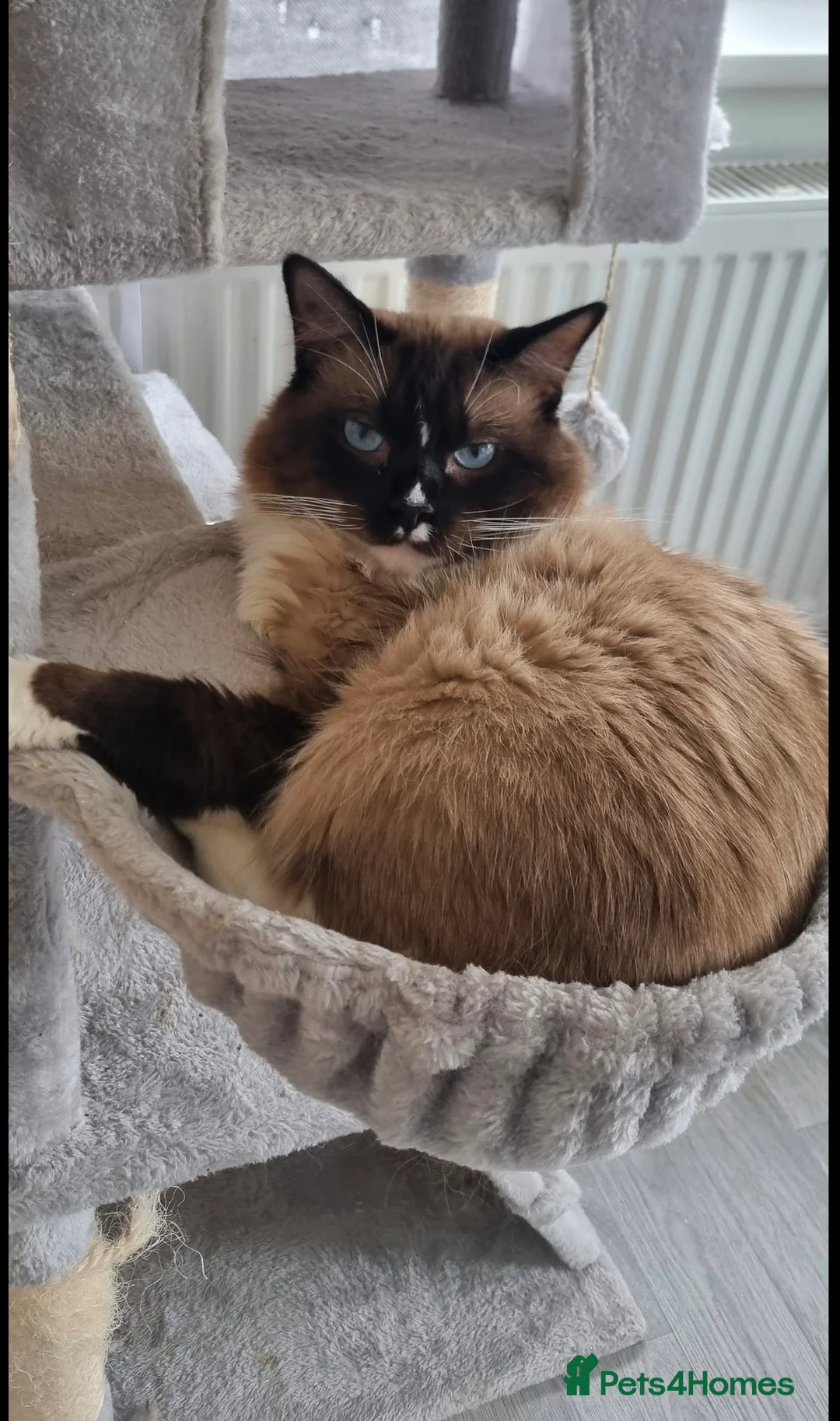 Ragdoll cats for sale: Joey the ragdoll 5 years  - Advert 1