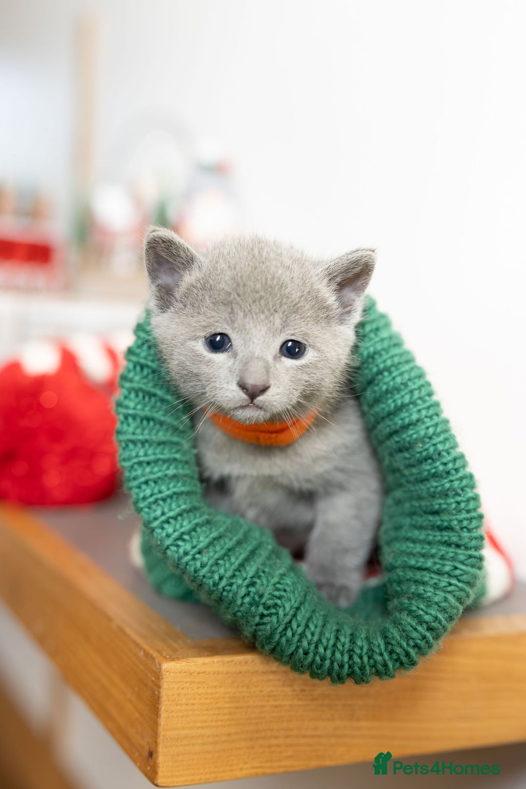 Russian Blue cats Pure Russian Blue Kittens, Silver Coat Green Eyes  - Advert 2