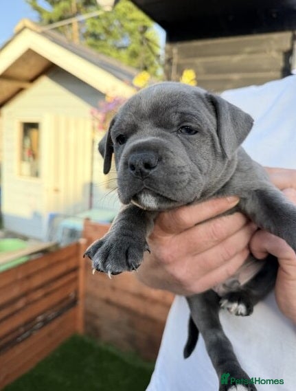 Staffordshire Bull Terrier dogs Blue Staffordshire Bull Terrier - Advert 1