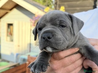 Staffordshire Bull Terrier dogs Blue Staffordshire Bull Terrier - Advert 1