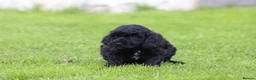 Cavapoo dogs for sale: Beautiful cavapoo puppies for sale  - Advert 7