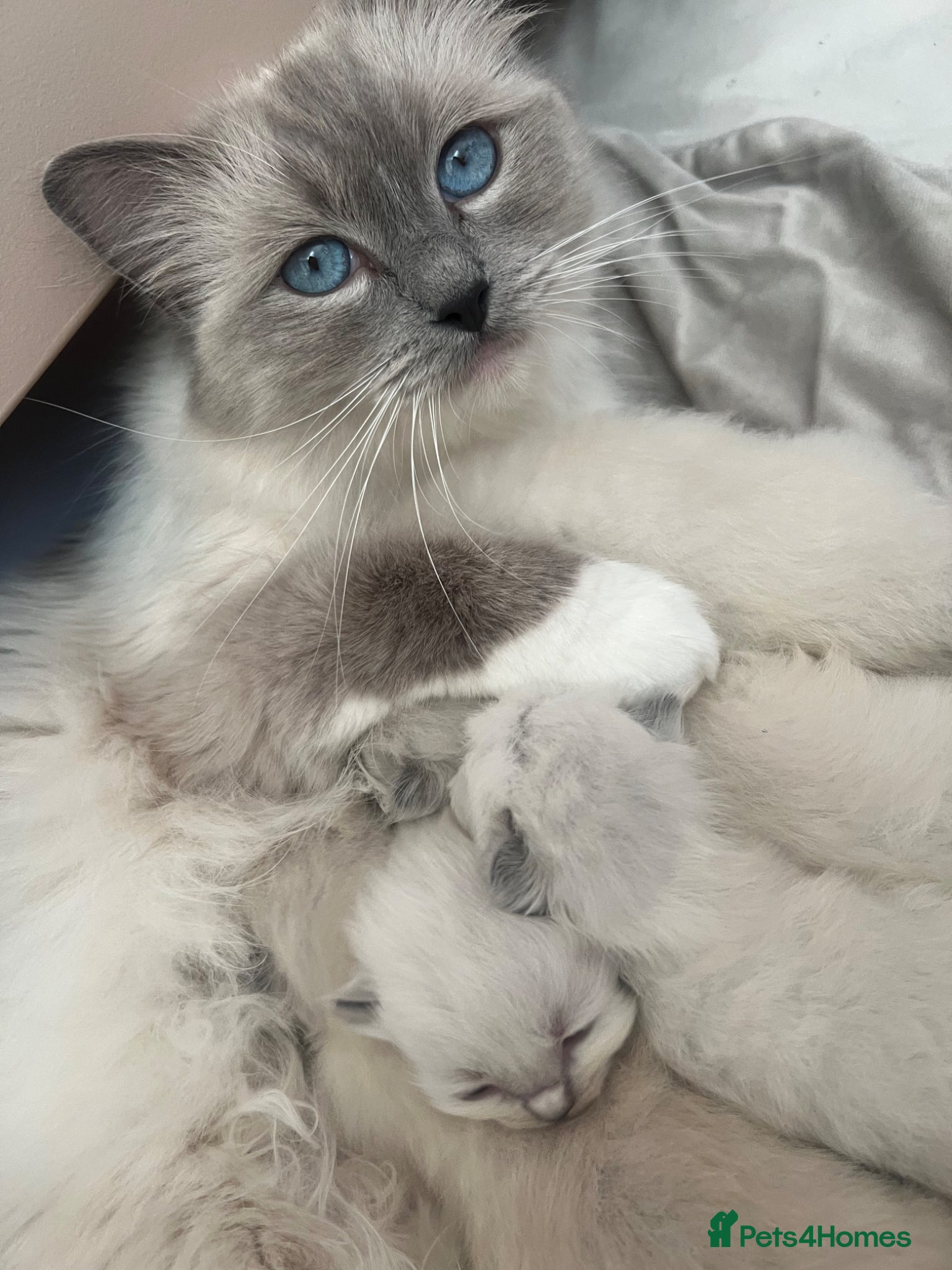 Ragdoll cats 5 beautiful fluffy ragdolls - Advert 1