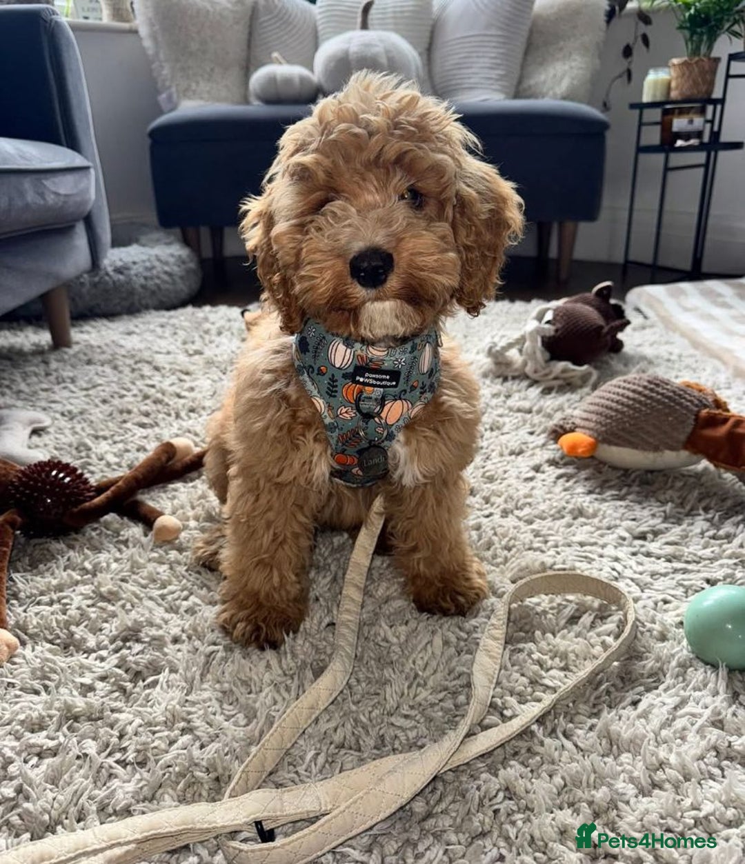 Cavapoo dogs for sale: F1 Health tested Cavapoos  - Image 7