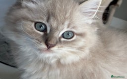 Ragdoll cats for sale:  READY TO LEAVE LAST FRMALE SEAL MINK  - Image 6