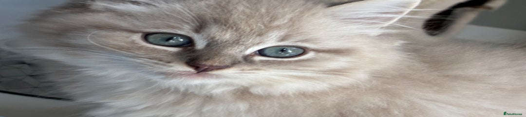 Ragdoll Kitten 1