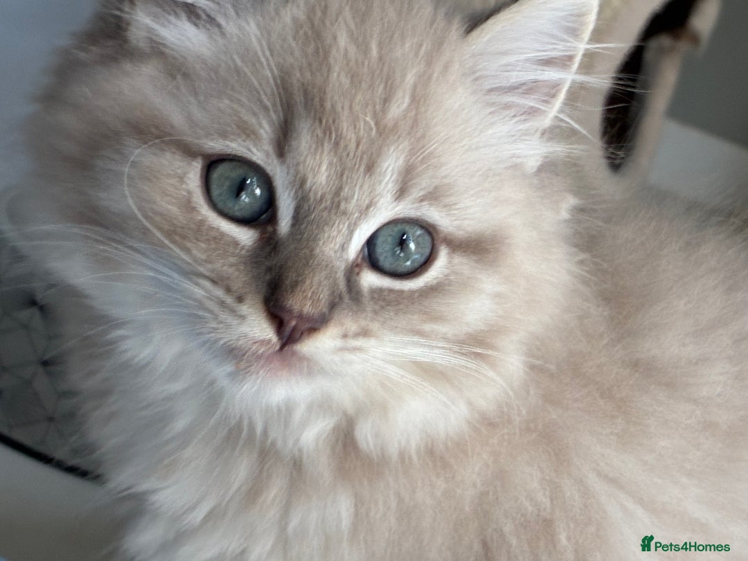 Ragdoll cats for sale:  READY TO LEAVE LAST FRMALE SEAL MINK  - Image 6