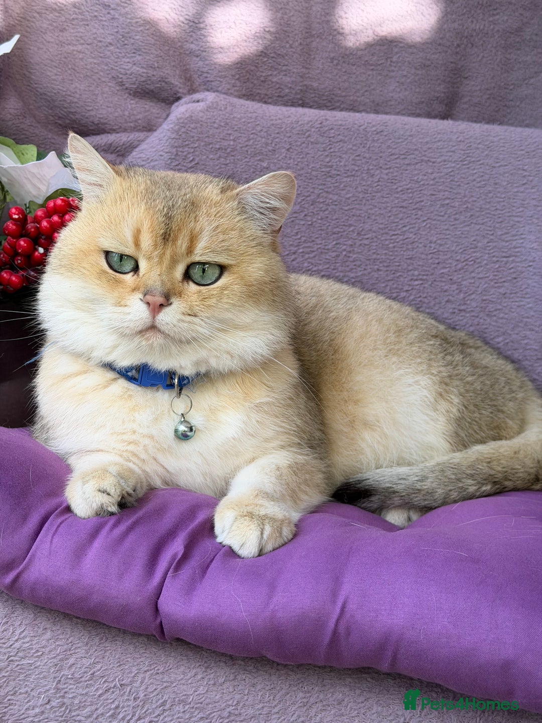 British Shorthair cats for sale: Adorable British sh silver shaded TICA - Advert 11