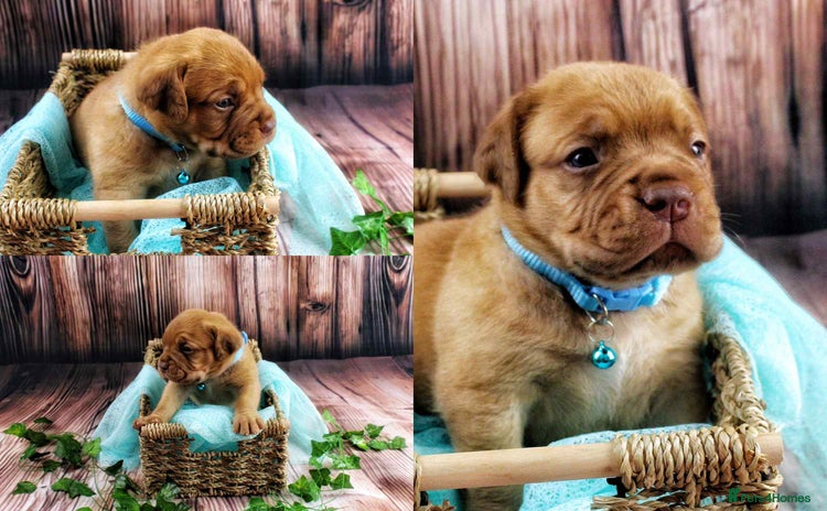 Dogue De Bordeaux dogs - Advert 1