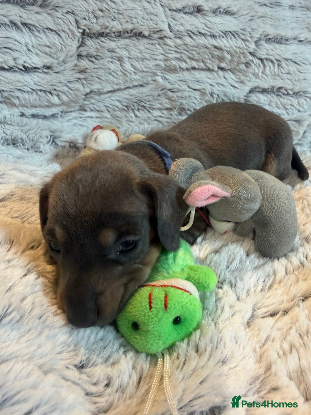 Dachshund dogs for sale: 6 Absolutely stunning dachshund  puppies for sale - Advert 7