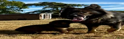 German Shepherd dogs for sale: Quality, Purebred, Large, Family Raised GSD Pups - Advert 21
