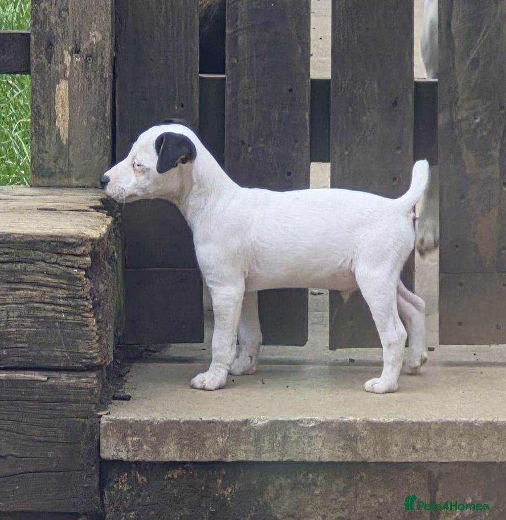 Parson Russell dogs Parson type jack Russell pups - Advert 2