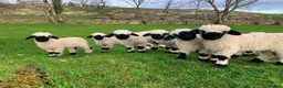Sheep livestock for sale: Valais Blacknose Sheep (Ewes, Lambs & Rams) - Advert 5