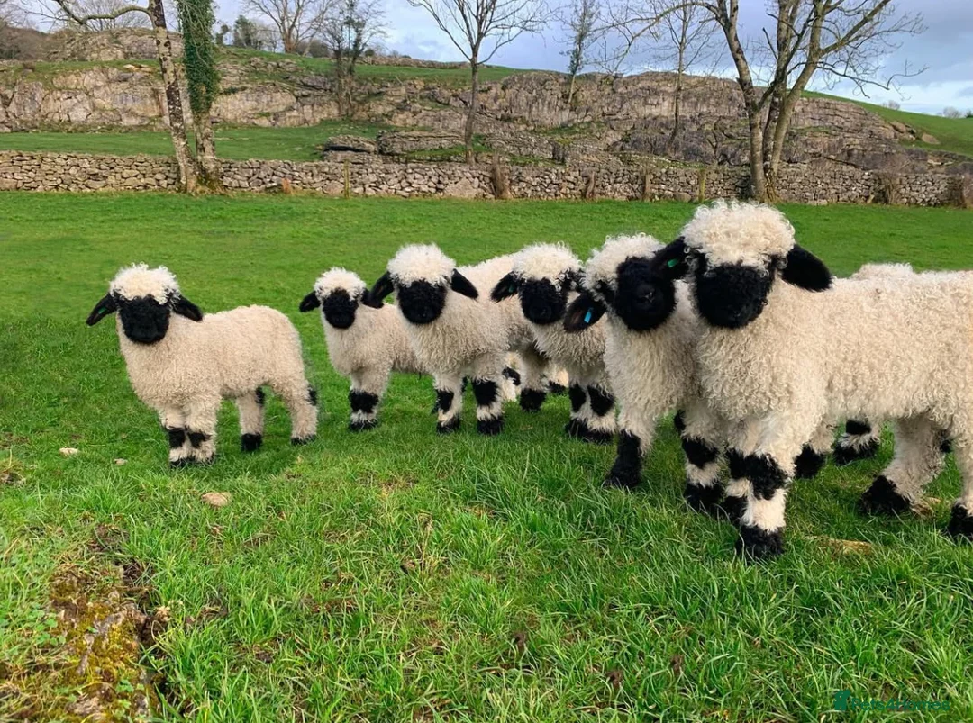 Sheep livestock for sale: Valais Blacknose Sheep (Ewes, Lambs & Rams) - Advert 5