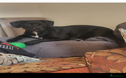 Mixed Breed dogs for sale: Stunning litter of puppies - Image 12