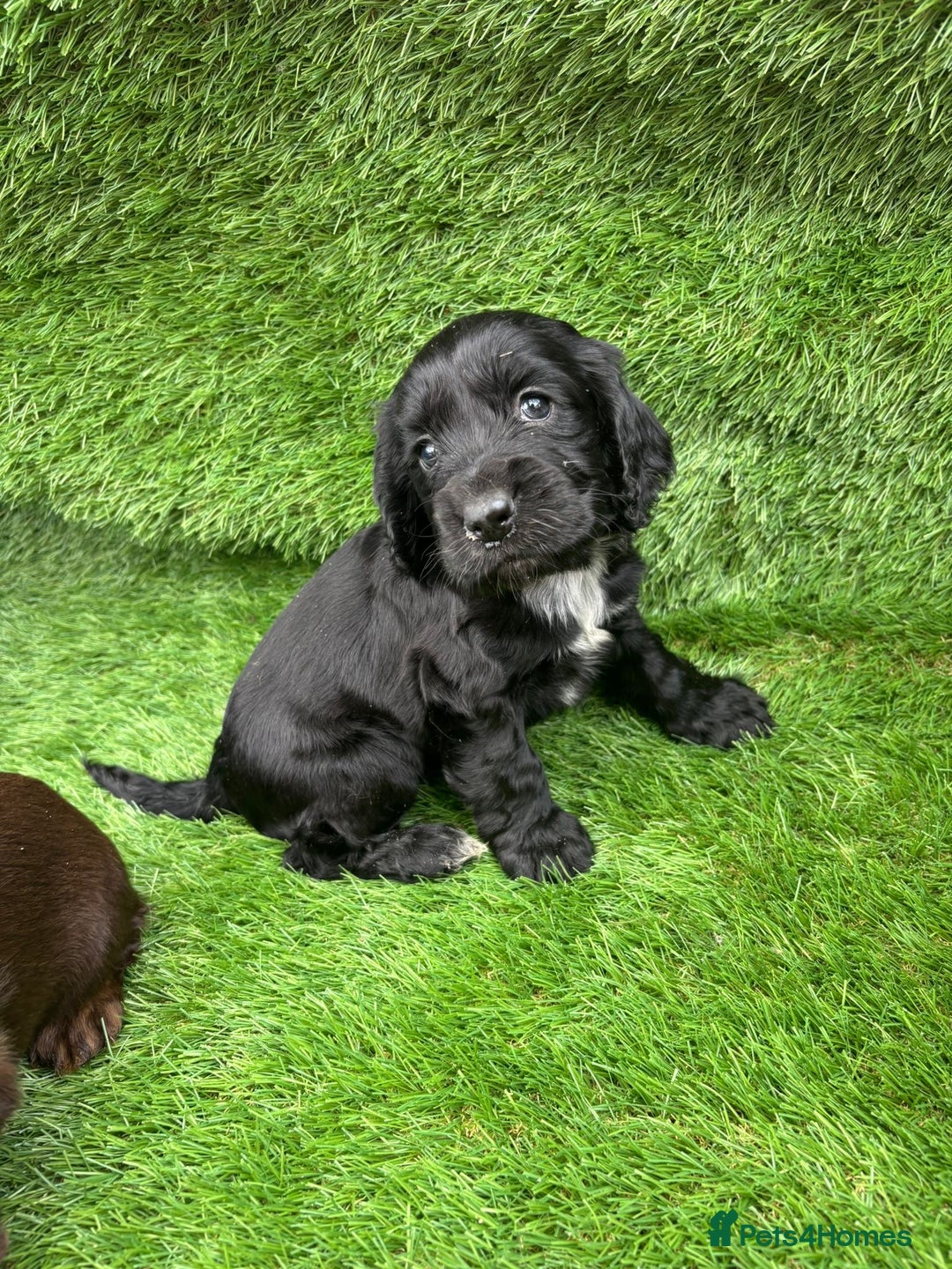 Cocker Spaniel dogs for sale: KC DNA SHOW TYPE COCKER SPANIEL!!  - Image 14