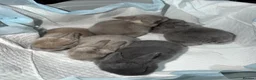 Mini Lop rabbits for sale: Pure Bred Mini Lop Rabbits. 1 blue+ 3 grey/white. - Advert 8