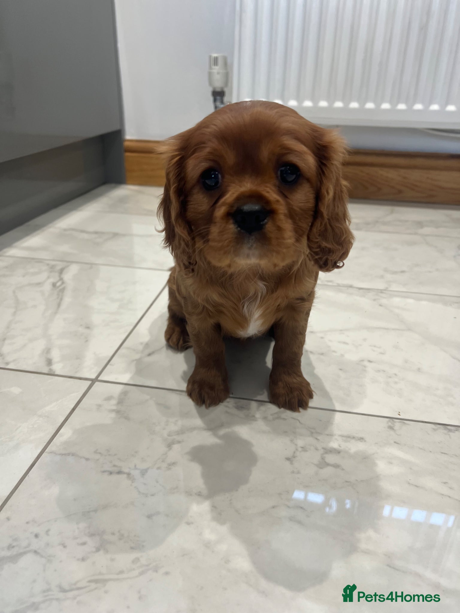 Cavalier King Charles Spaniel dogs Exceptional KC Reg Health tested cavalier puppies - Advert 10
