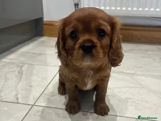 Cavalier King Charles Spaniel dogs Exceptional KC Reg Health tested cavalier puppies - Advert 10