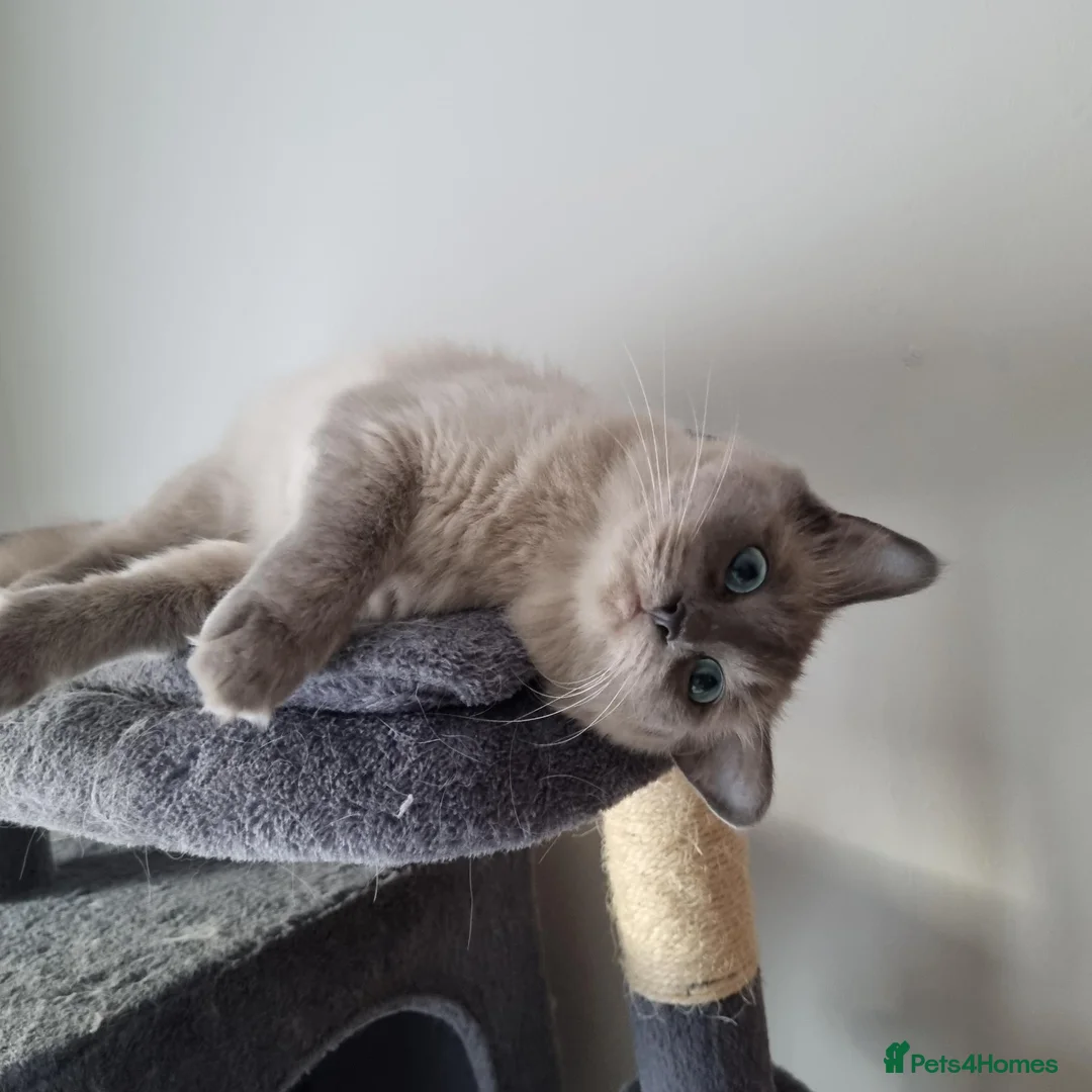 Ragdoll cats for sale: Blue-point Ragdoll  - Advert 5