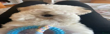 Mixed Breed 1