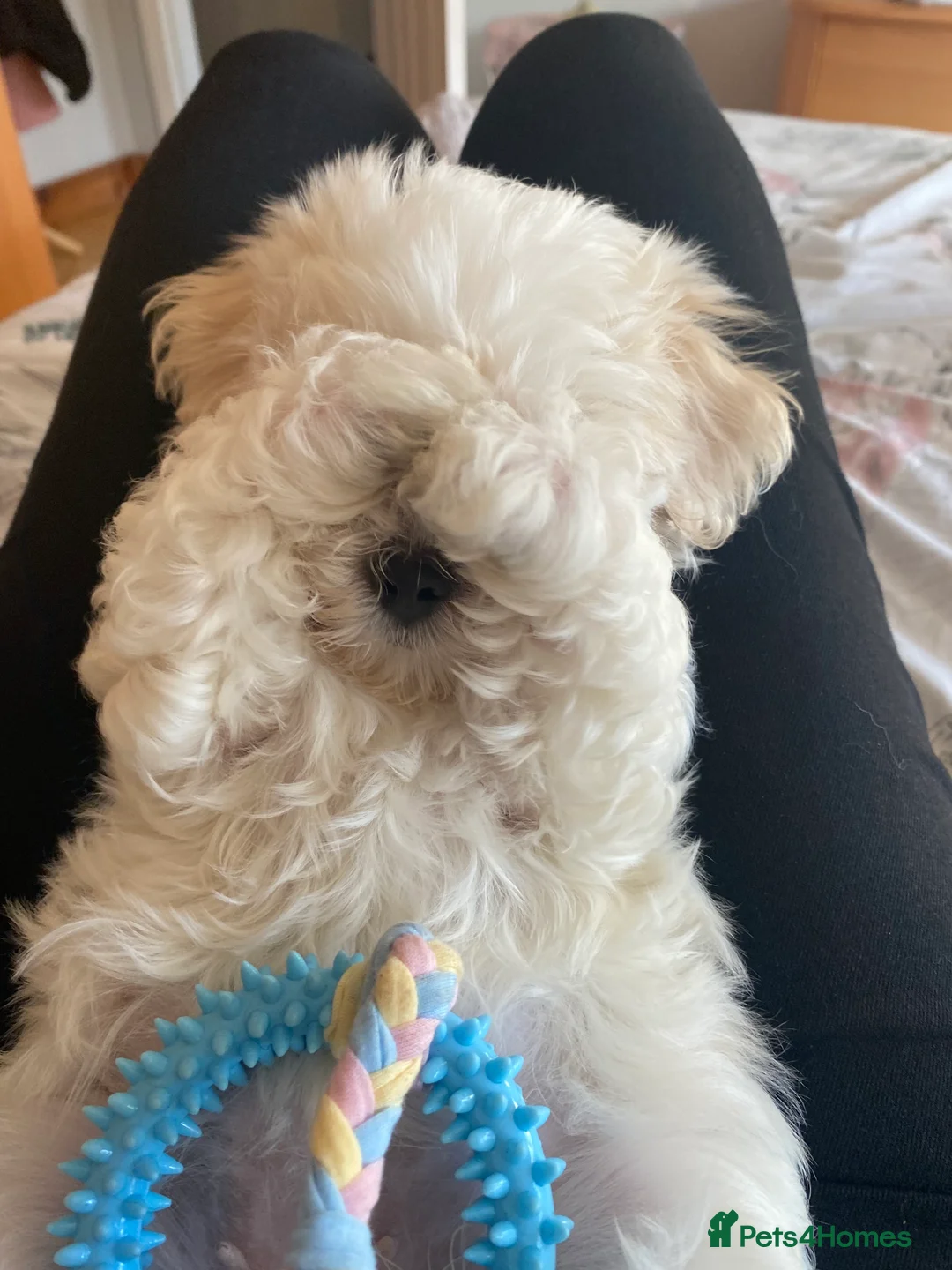Mixed Breed dogs for sale: 10 week old Lhatese puppy - Advert 2