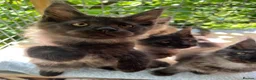 Maine Coon cats for sale: ⭐️Beautiful Maine Coon Kittens⭐️ - Advert 5