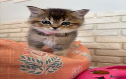 Scottish Fold cats for sale: Scottish fold pedigree kittens - Image 7