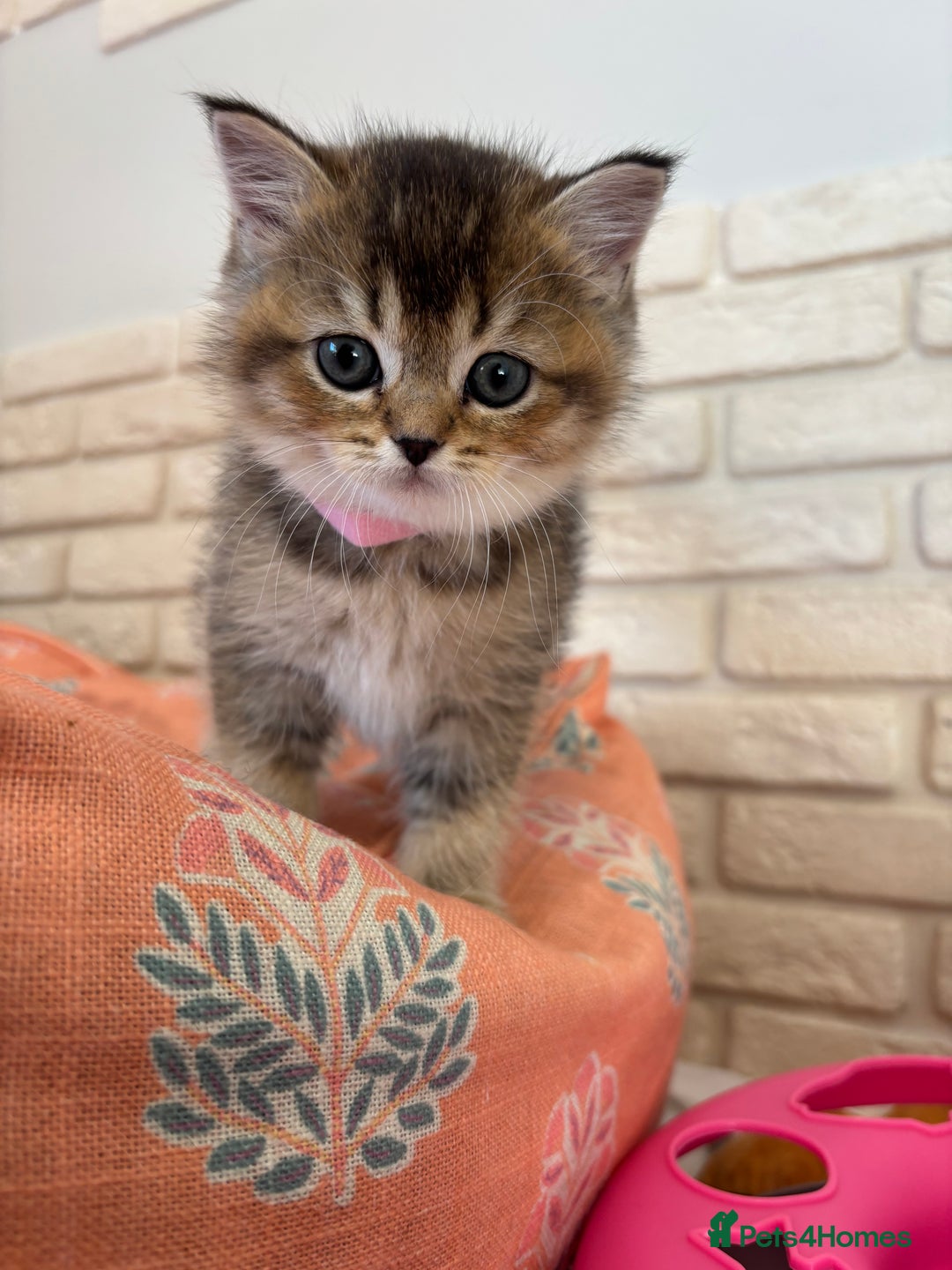 Scottish Fold cats for sale: Scottish fold pedigree kittens - Image 7