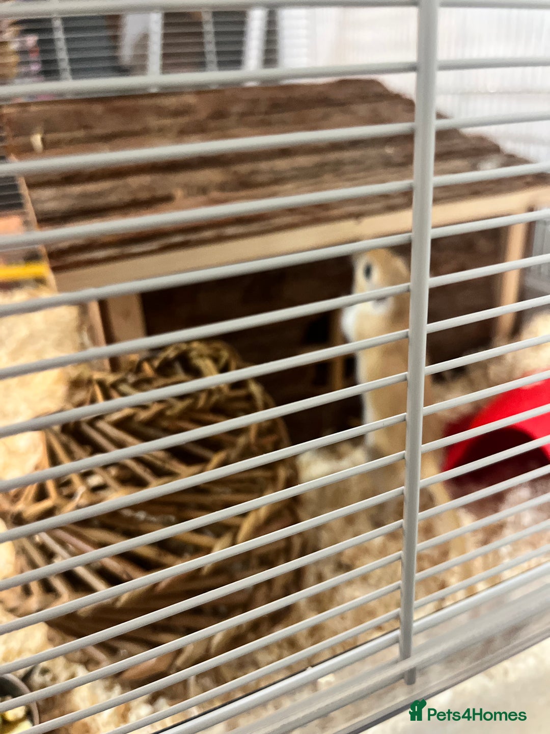 Gerbil rodents for sale: two male gerbils +cage+ supplies - Advert 6