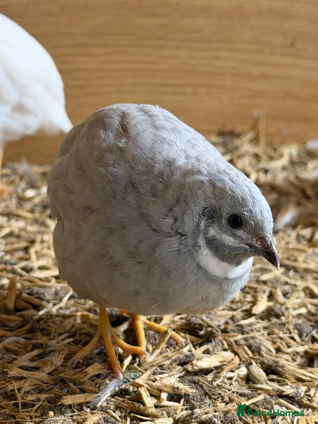 Quail poultry for sale: Chinese painted grey button quails (male)  - Advert 2