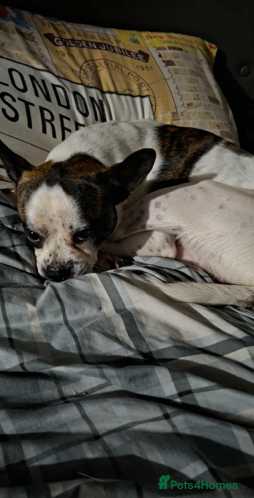 Jug dogs for sale: Pug x jack russell  - Image 8