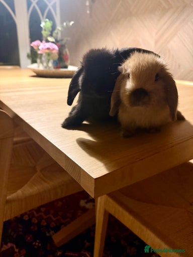 Gallery Image {{count}}