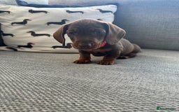 Miniature Dachshund dogs for sale: 3 Beautiful Chocolate and Tan Girls  - Advert 8