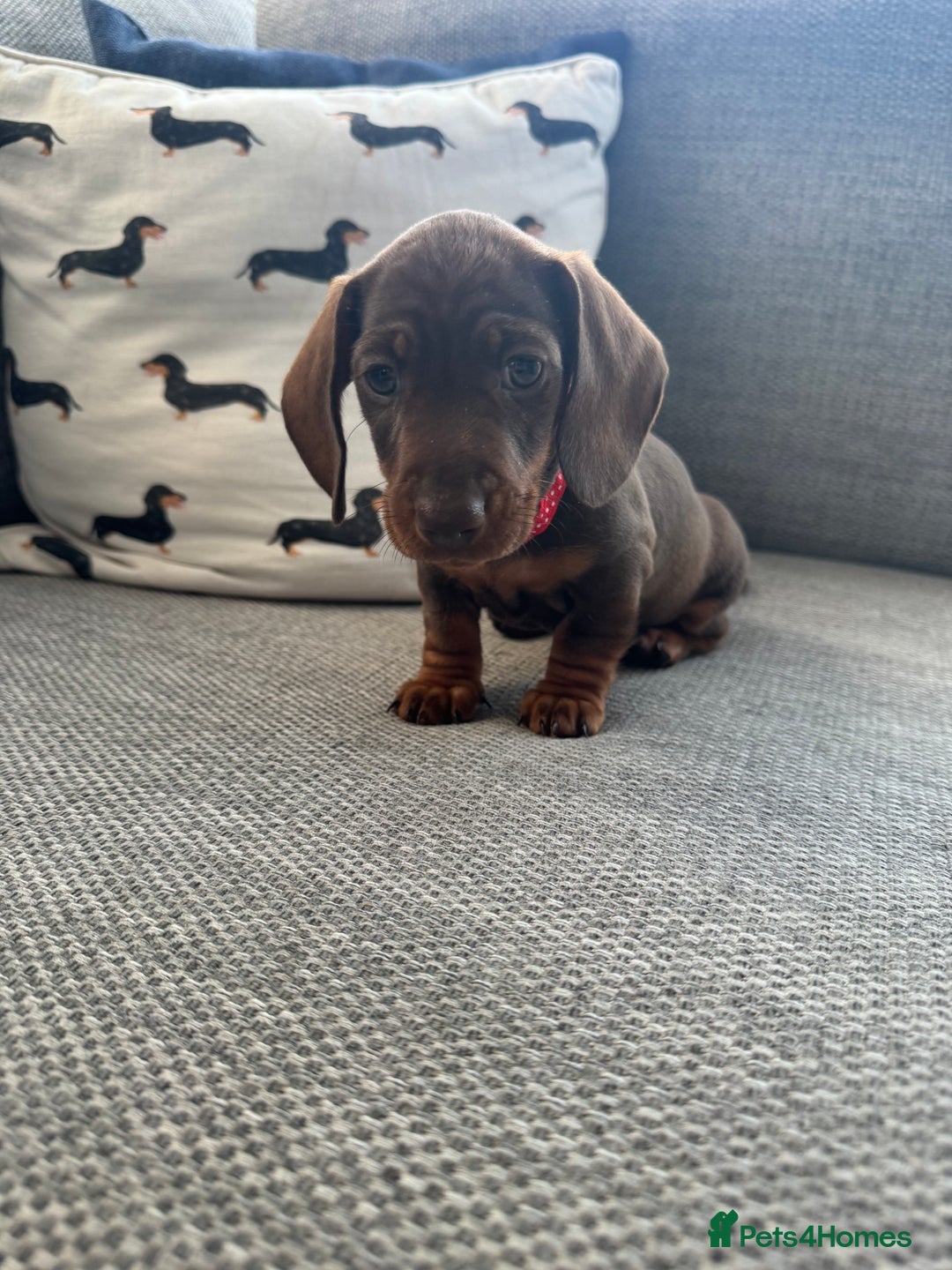 Miniature Dachshund dogs for sale: 3 Beautiful Chocolate and Tan Girls  - Advert 8
